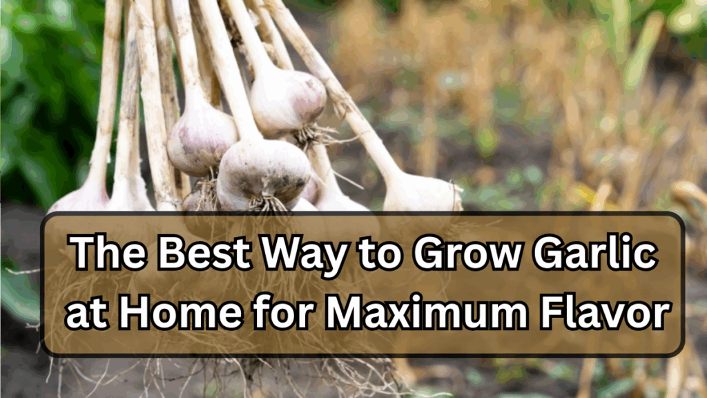 The Best Way to Grow Garlic at Home for Maximum Flavor