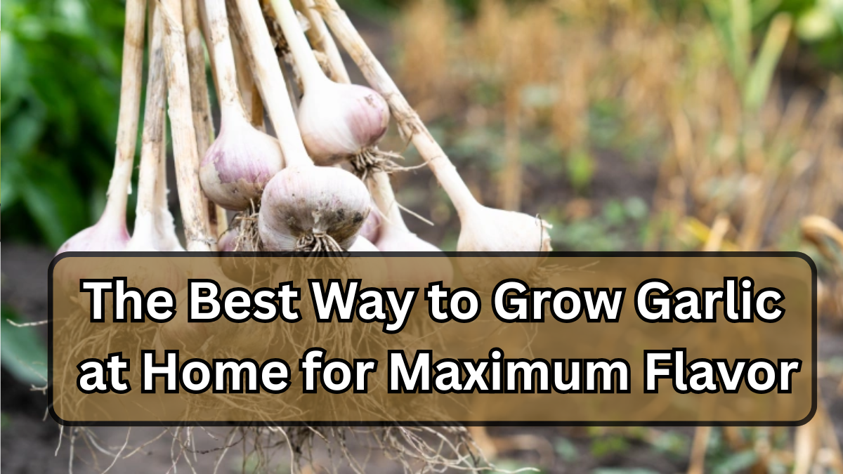The Best Way to Grow Garlic at Home for Maximum Flavor