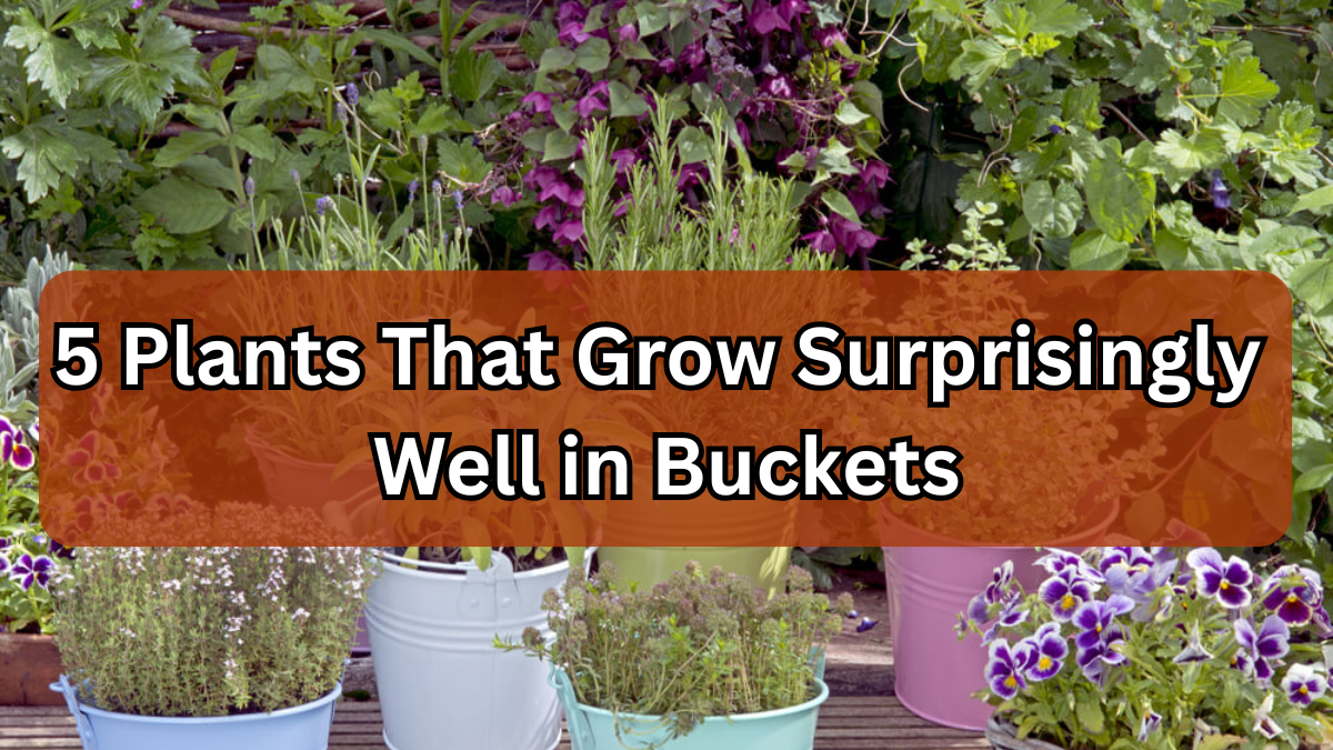 5 Plants That Grow Surprisingly Well in Buckets