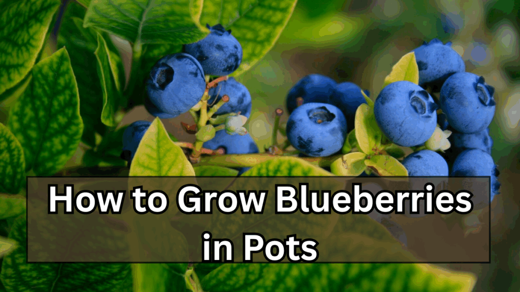 How to Grow Blueberries in Pots (Even Without a Backyard)