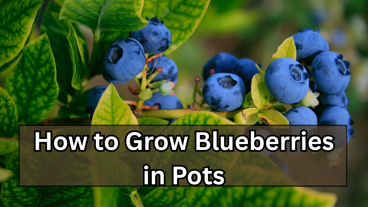 How to Grow Blueberries in Pots (Even Without a Backyard)
