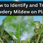 How to Identify and Treat Powdery Mildew on Plants