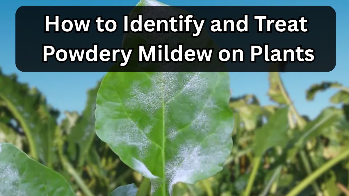 How to Identify and Treat Powdery Mildew on Plants