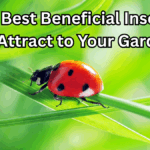 The Best Beneficial Insects to Attract to Your Garden