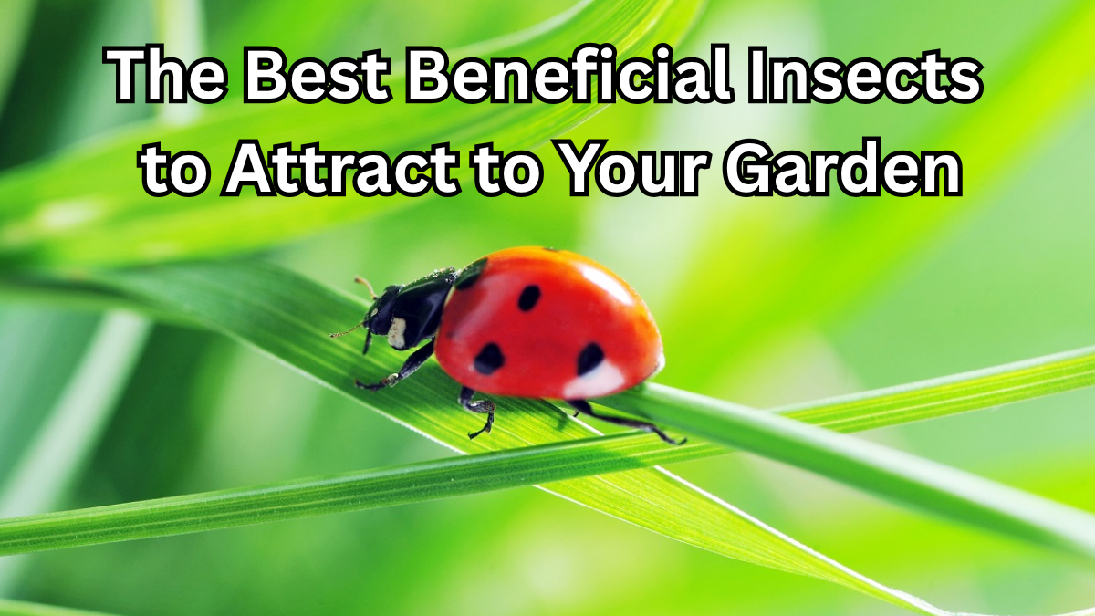 The Best Beneficial Insects to Attract to Your Garden