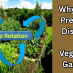 Why Crop Rotation Prevents Diseases in Vegetable Gardens