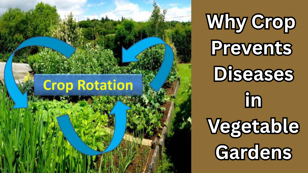 Why Crop Rotation Prevents Diseases in Vegetable Gardens