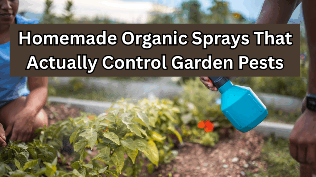 Homemade Organic Sprays That Actually Control Garden Pests