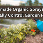 Homemade Organic Sprays That Actually Control Garden Pests