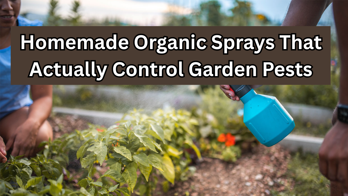 Homemade Organic Sprays That Actually Control Garden Pests