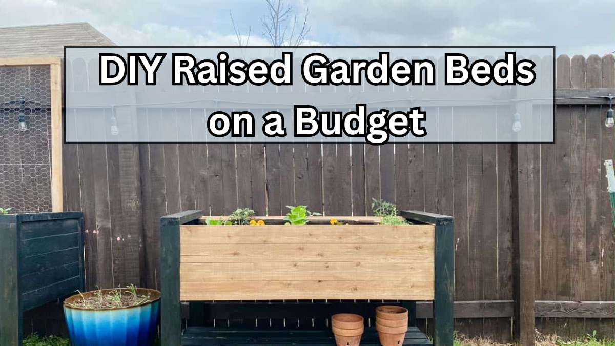 DIY Raised Garden Beds on a Budget (Step-by-Step Guide)